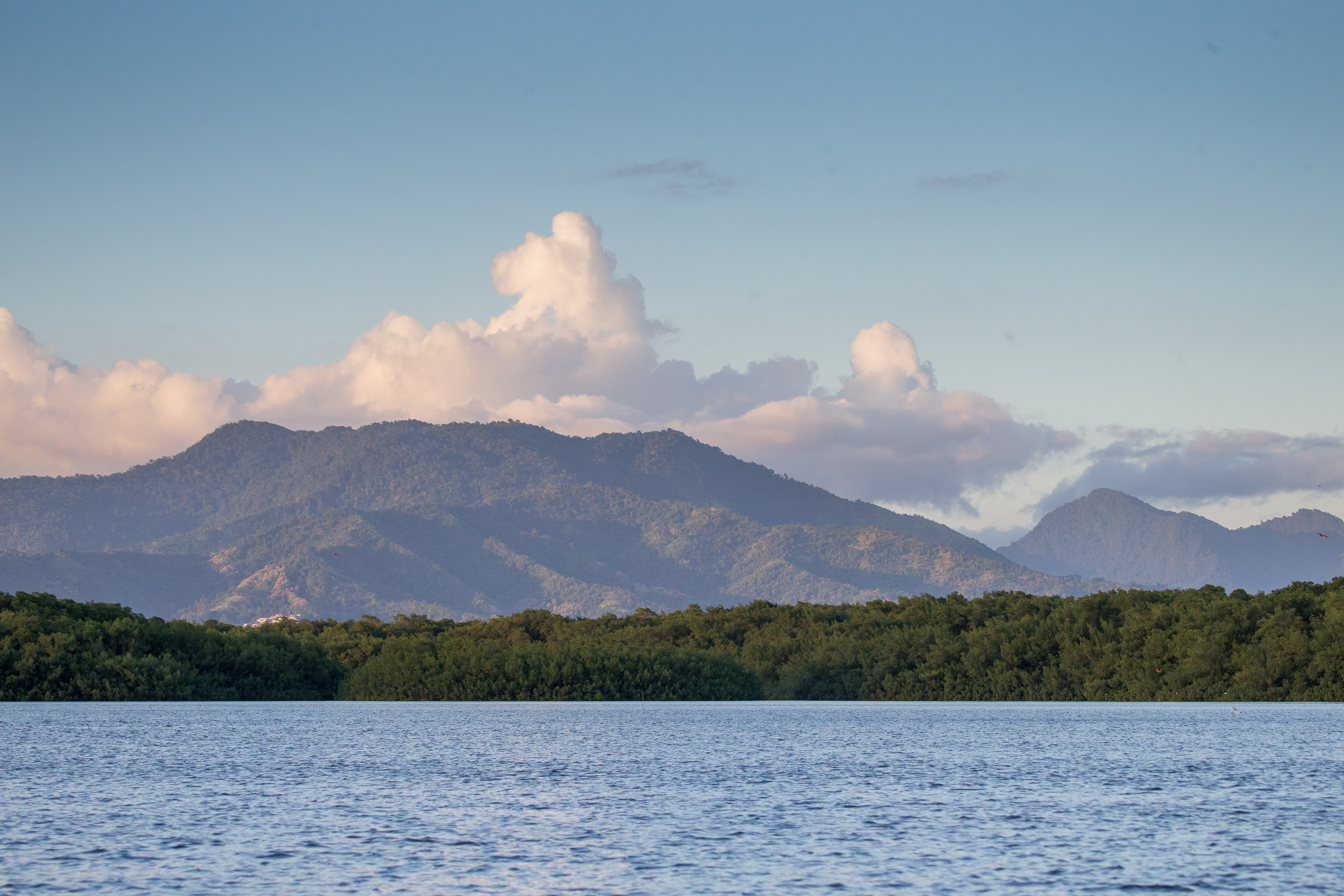View from the Caroni swamp looking North